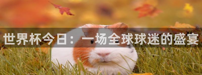 2026足球世界杯赛程：世界杯今日：一场全球球迷的盛宴