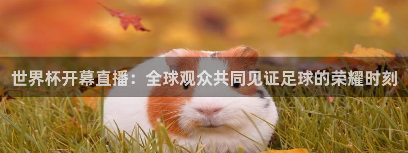 世界杯直播高清：世界杯开幕直播：全球观众共同见证足球的荣耀时刻